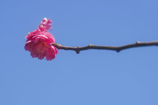 一枝梅