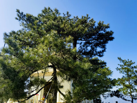 松树