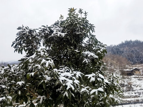 下雪啦