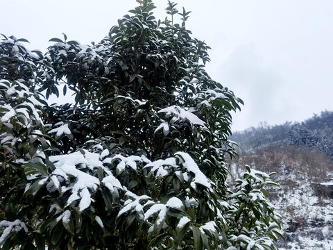 雪景