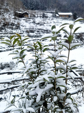 雪景