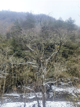 冬季枯树枝