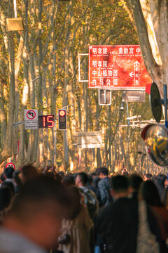 南京梧桐大道