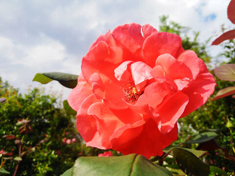 红色月季花开