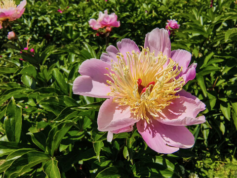芍药花