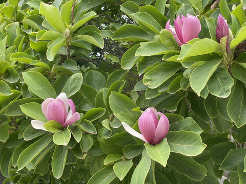 玉兰花
