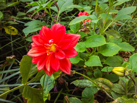 大丽花