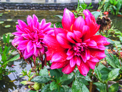 大丽花