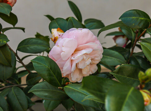 山茶花