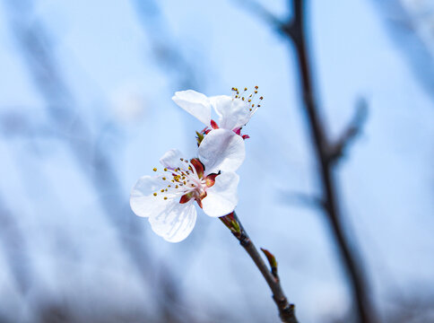 山桃花