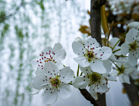 山桃花