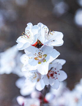 山桃花