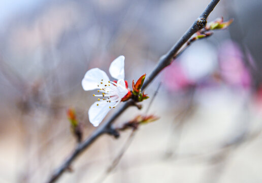 山桃花