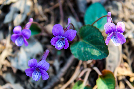 紫花地丁
