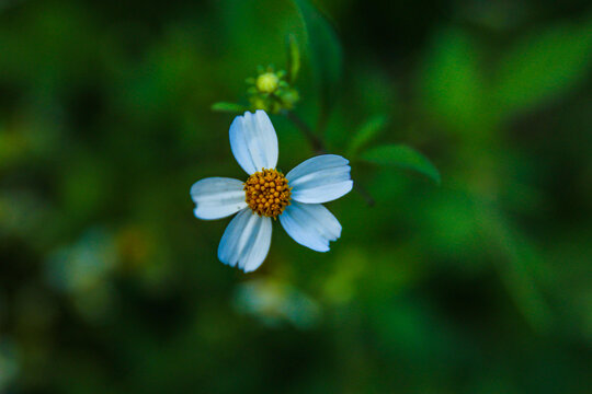 紫菀