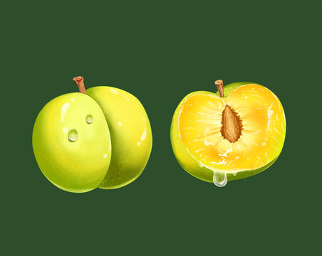蜂糖李插画