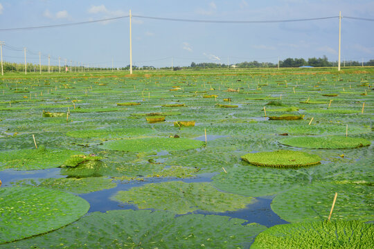 芡实种植水田