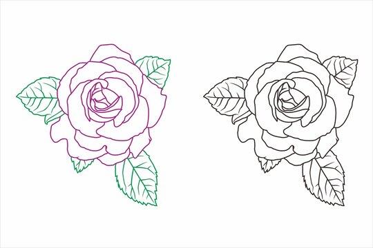 月季花