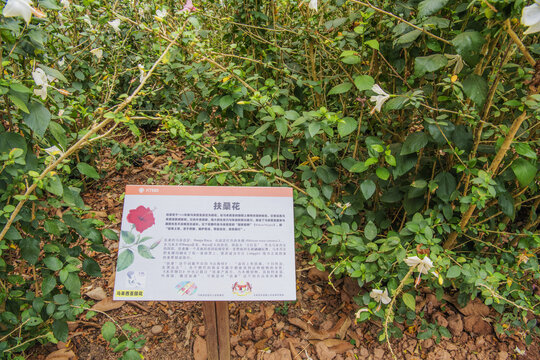 西双版纳热带植物扶桑花草