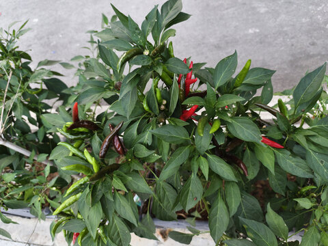 小米椒