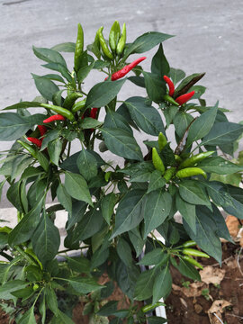 新鲜朝天椒植株