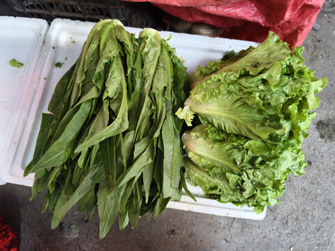 油麦菜与生菜