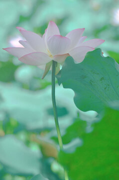 夏荷