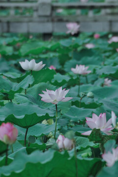 夏荷