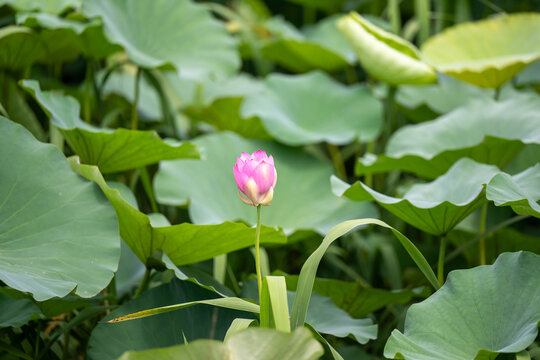 夏日荷花
