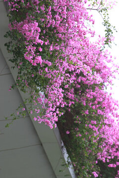 勒杜鹃花