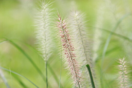狗尾巴草