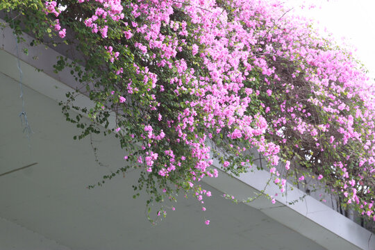 勒杜鹃花