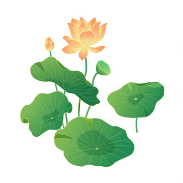 荷花国潮插画