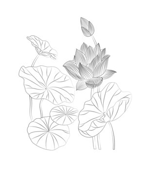 荷花白描线条图