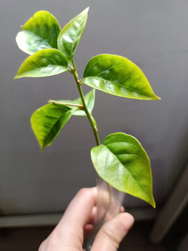 手拿一支植物
