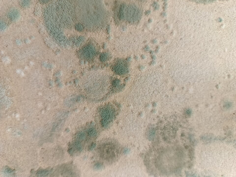 霉菌霉斑