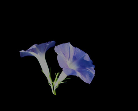 喇叭花