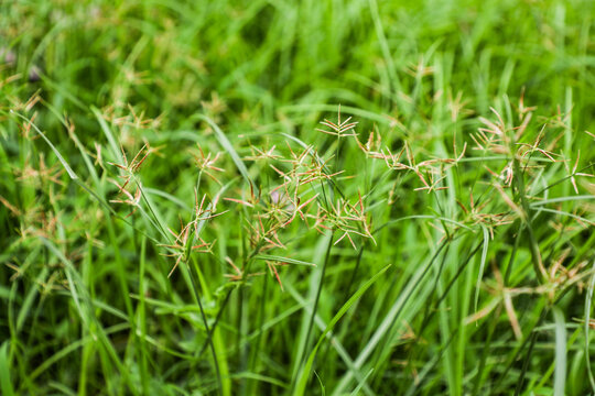 香附子
