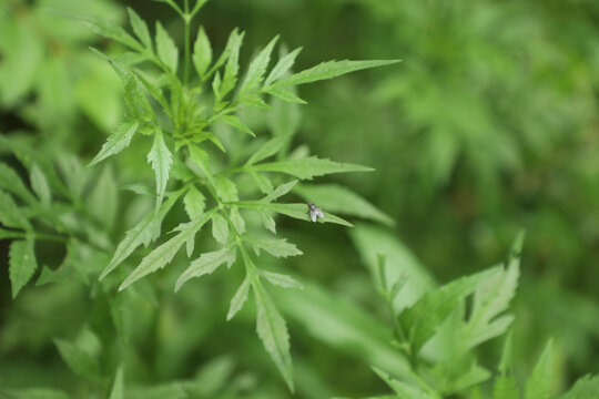 鬼针草