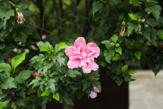 木槿