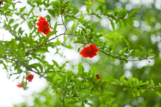 石榴花