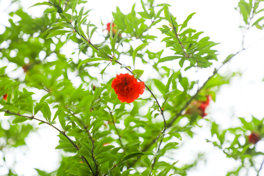 石榴开花