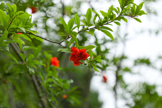 石榴开花