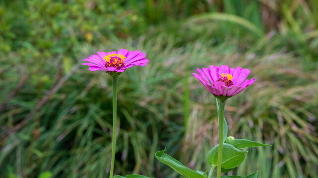 百日菊