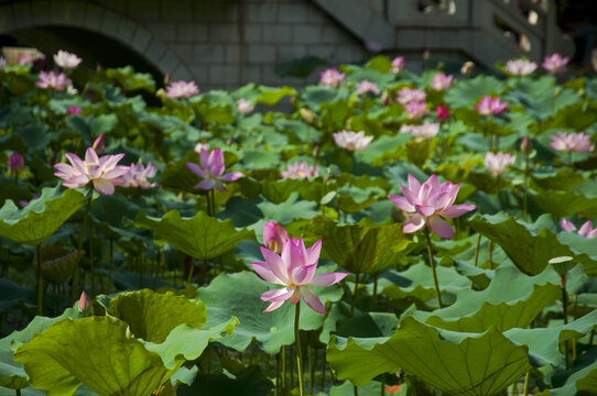 夏荷