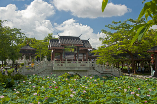 夏荷
