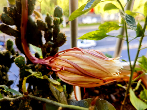 昙花