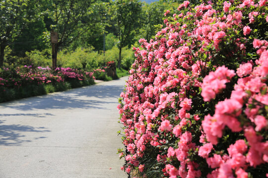 杜鹃花