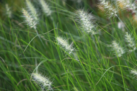 狗尾巴草
