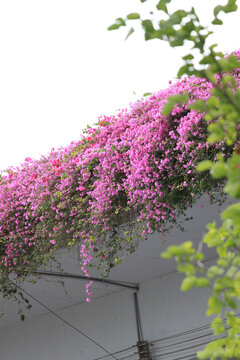勒杜鹃花